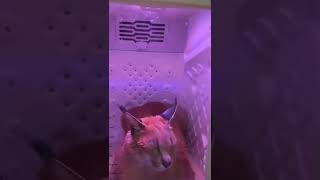 Floppa Takes a warm bath!