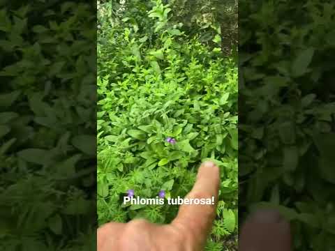 Video: Vai Phlomis russeliana ir invazīva?