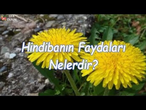 Video: Hindiba'nın Müalicəvi Xüsusiyyətləri