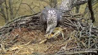 Decorah North Eagles - Subadult Bald Eagle visits the nest \/ explore.org 11\/9\/22