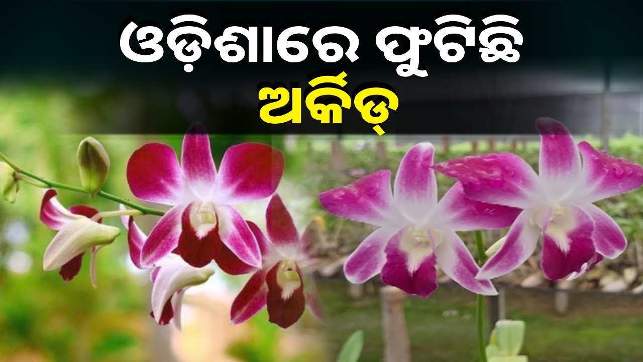 ଅର୍କିଡ୍‌ ଫୁଲ ଚାଷ କରି ସ୍ୱାବଲମ୍ବୀ ହେଉଛନ୍ତି ମହିଳା, ମାସକରେ ବିକ୍ରି ହୋଇଛି ୯୨ ହଜାର ଟଙ୍କାର ଫୁଲ