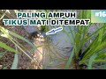 7 CARA MENGATASI & MENGUSIR HAMA TIKUS DI SAWAH TANAMAN PADI • OBAT / RACUN TIKUS SAWAH PALING AMPUH