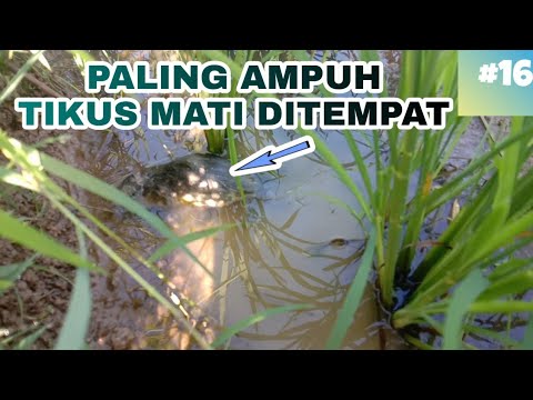 7 Cara Mengatasi Mengusir Hama Tikus Di Sawah Tanaman Padi Obat Racun Tikus Sawah Paling Ampuh Youtube 7 Cara Mengatasi Mengusir Hama Tikus Di Sawah Tanaman Padi Obat Racun Tikus Sawah Paling Ampuh Youtube