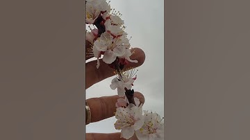 Thumbnail of Apricot Flowers In Bloom