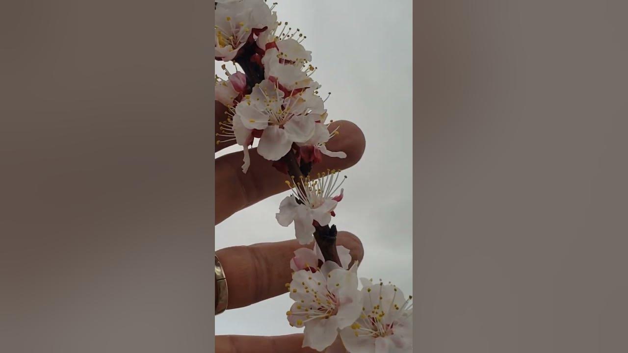 Apricot Flowers In Bloom