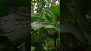 BOTANICAL GARDEN IN SEYCHELLES #Shorts