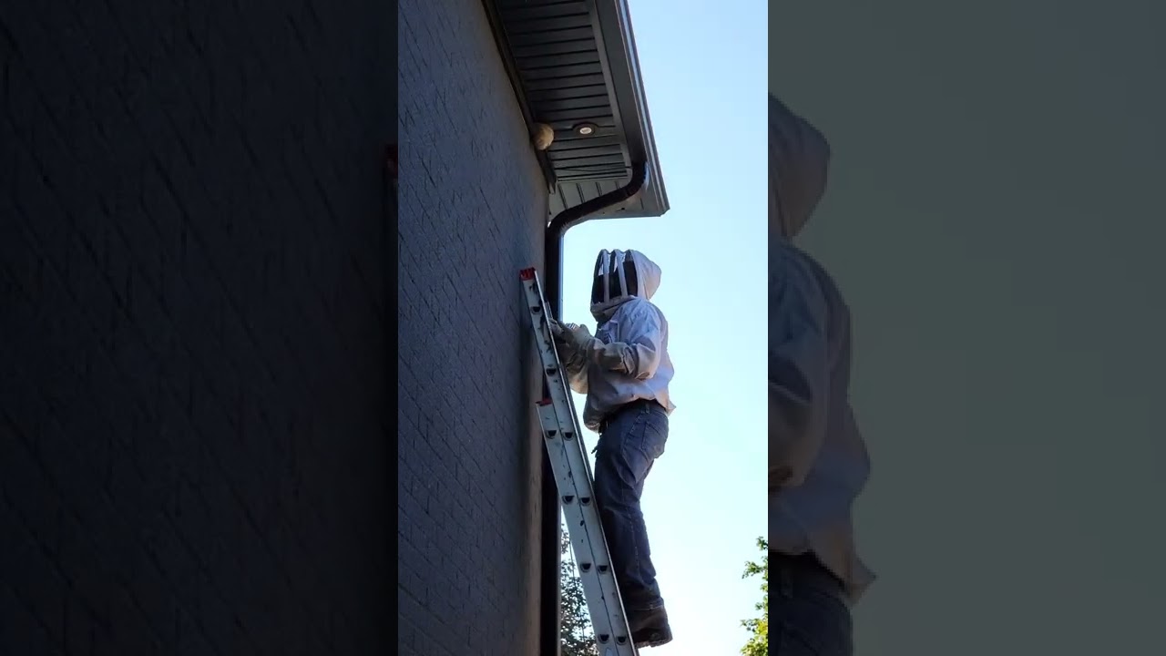 Professional wasp removal from Power Pest Control 