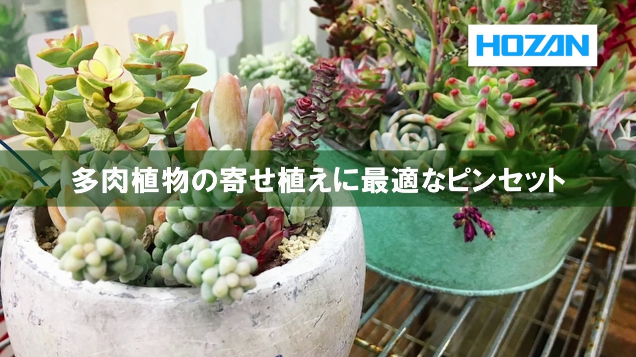 多肉植物の寄せ植えやテラリウムに最適なピンセット Youtube 多肉植物の寄せ植えやテラリウムに最適なピンセット Youtube