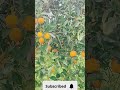 What Happens After This Perfect Orange? 🍊 | From Tree to Table #Shorts