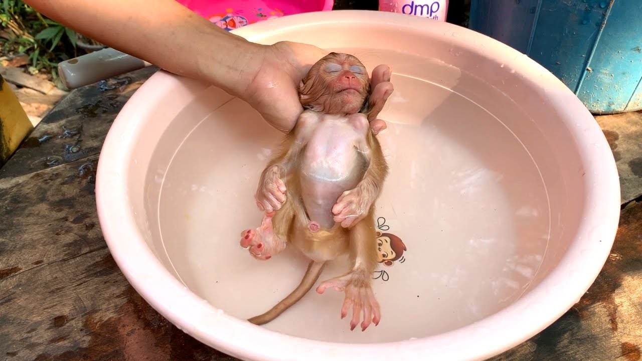 Gezzz!! Can't Believe Infant Tourtour Sleep Like An Expert In Water