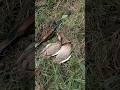 УДАЧНАЯ ОХОТА🦆