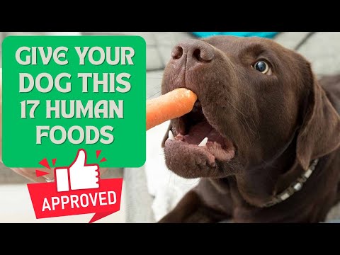Feed Your Dog