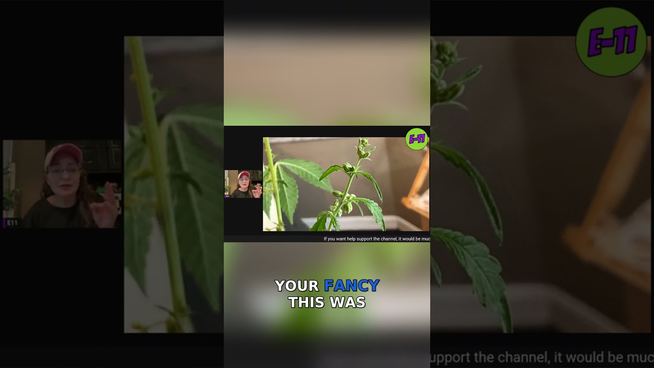 The Fascinating Journey of Growing Hemp! 