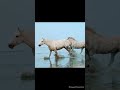 Slo mo horses running in shallow water on the beach