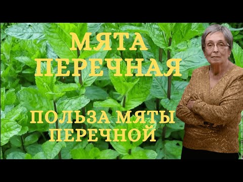 Мята перечная. Польза мяты перечной.