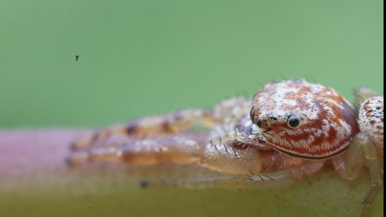 Found two JUMPING SPIDERS in Dominica! Still trying to ID to species
