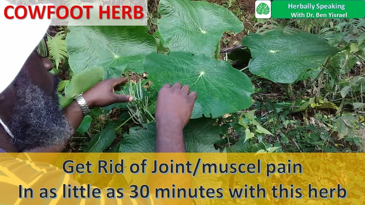 HERBALLY SPEAKING S3E1 (Cowfoot Herb) YouTube