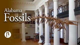 Fossils Discovering Alabama Fossils by Discovering Alabama 10,682 views 2 years ago 26 minutes