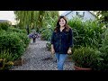 August Vegetable Garden Tour! 🍅🥕🌽// Garden Answer