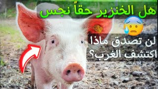 لن تصدق ما قال علماء أمريكا عن لحم الخنزير ??المسيحيون بدأو يحرمونه??