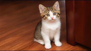 Im Jianzhou Cat The Royal Feline Of Ancient China