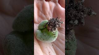 Муирия/ Muiria Hortenseae. Как мы наращивали корни 🥵