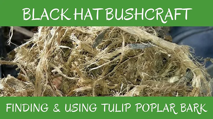 Finding & Using Tulip Poplar Bark