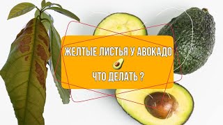 Желтые листья у авокадо в чем причина? / luchek_