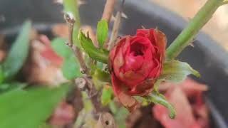 അരവിന്ദന് ബലിയിട്ട് മാഷ് മകനെ മനസ്സിൽ നിന്നും മരിപ്പിക്കുമ്പോൾ താങ്ങാനാവാതെ ഹേമ 