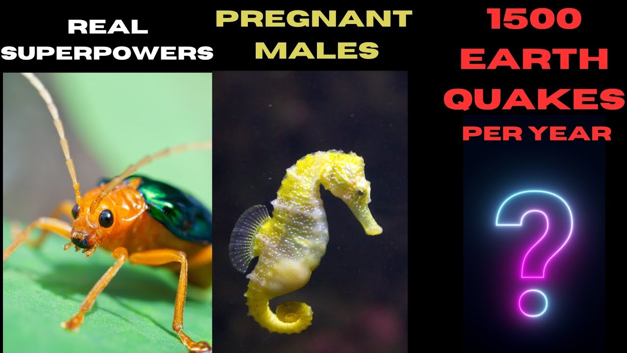 Animal males that give birth? Plants that create explosions? What does space smell like? Top 10 fact
