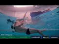 How to swim faster in 100 freestyle