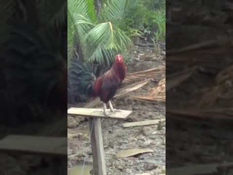 Ayam Sabung 