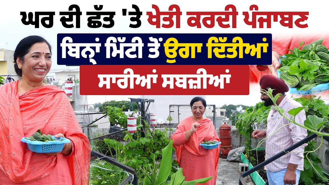 ਘਰ ਦੀ ਛੱਤ ‘ਤੇ ਖੇਤੀ ਕਰਦੀ ਆਹ ਪੰਜਾਬਣ, ਬਿਨ੍ਹਾਂ ਮਿੱਟੀ ਤੋਂ ਉਗਾ ਦਿੱਤੀਆਂ ਸਾਰੀਆਂ ਸਬਜ਼ੀਆਂ