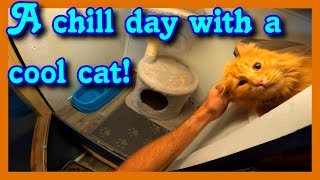 Cat condos! A day in the life of a pet boarding facility. #dogboarding #vlog