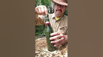 Making PINE NEEDLE SODA