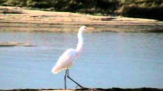 crane walking.avi