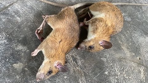 Thăm bẫy ngày tiếp theo lại dính chuột |Rừng núi Bắc Kạn