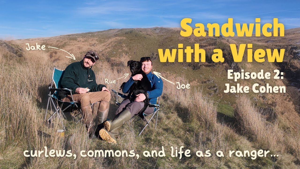 Sandwich with a View