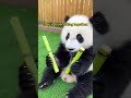 Who knew a dog could raise a panda? (Wait for it!) #wildliferescue #animalrescue#panda
