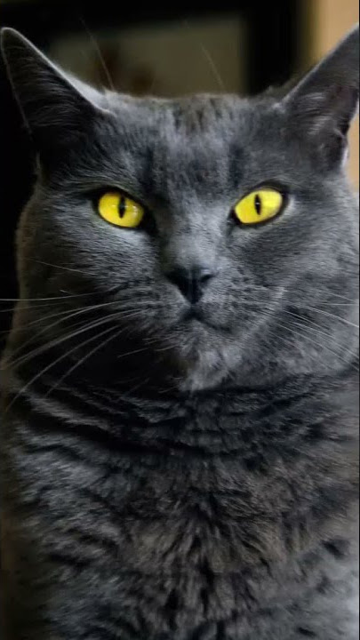 fidio jedag jedug 30 detik.. kucing hitam