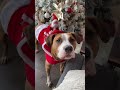These dogs actually spoke English. #funny #dog #pets #funnyvideo #cutedog #animals