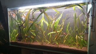 видео: Лампа для аквариума с пультом управления OELX. картинка: Лампа для аквариума с пультом управления OELX.