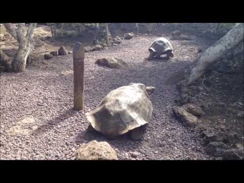 سلاحف جزر غالاباغوس العملاقة