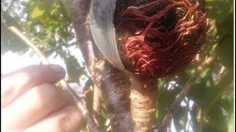 air layering cherry blossom trees with cutting globe plant propagators