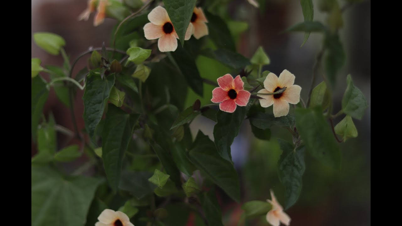 How to grow Black Eyed Susan Vine or Thunbergia Alata from seed / In