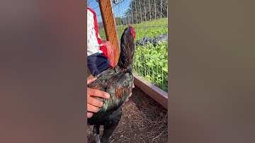 Tus no cov kv nqa qe tim thaib los