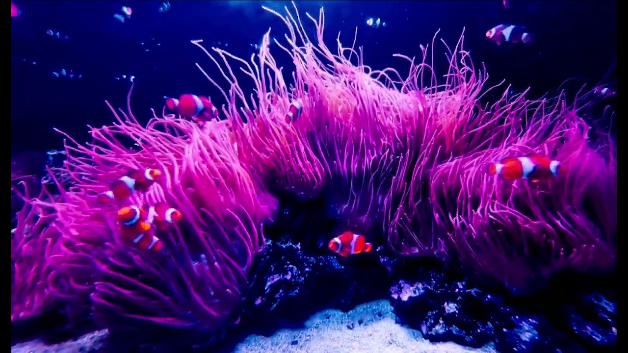 Tropical fish background video. Clown fish coral reef. No sound! Calming background video