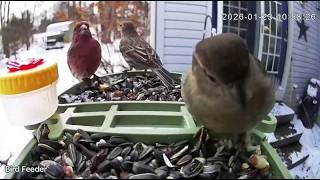 Light Snow & Soft Sunshine - Winter Bird Feeder Cam 01.29.26 screenshot 4