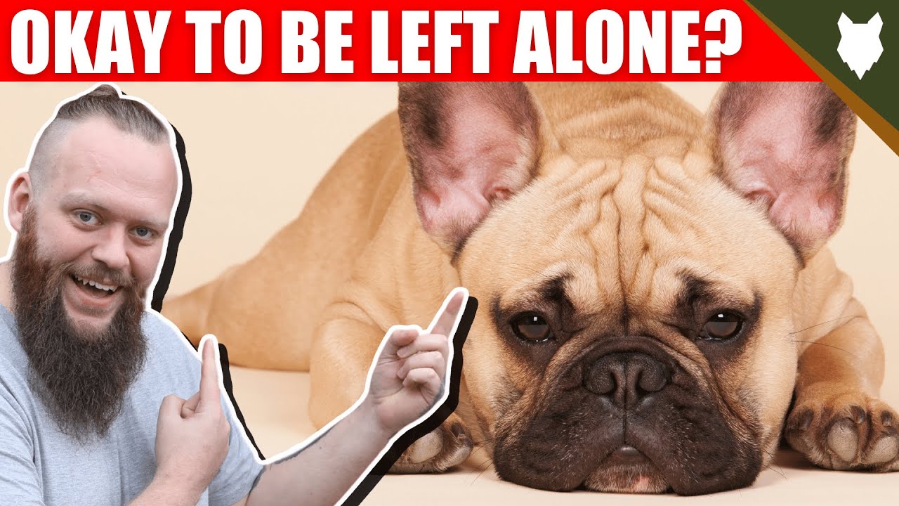 can french bulldog be left alone for 8 hours