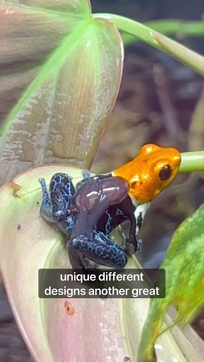My 3 favorite animals for Bioactive enclosures! #fyp #youtubeshorts #terrarium